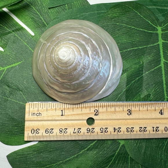 LARGE PEARLIZED COMMERCIAL TROCHUS TOP SHELL DISPLAY COLLECTOR SEASHELL COASTAL - Picture 14 of 15